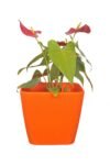 Table top Pots (9 Inch) (orange 2)(Pack of 6)