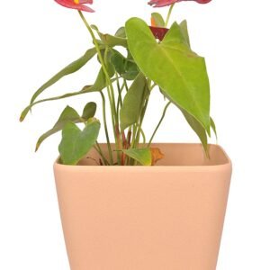 Table top Pots (9 Inch) (cream 2)(Pack of 6)