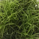 Artificial Bonsai  Grass (Green, Set of 2)
