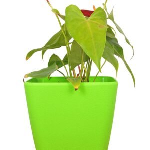 Table top Pots (9 Inch) (green 2)(Pack of 6)