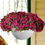 Hanging Planter (Pack of 3,Plastic,white)