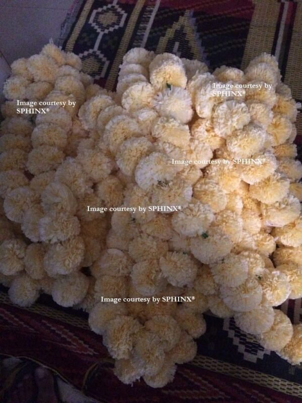 Marigold Fluffy Flowers Garlands for Decoration - (Cream, 5 Pieces)